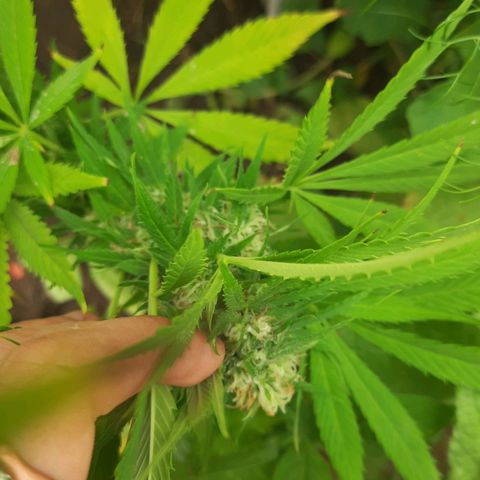 Lima Verde growlog timeline photo