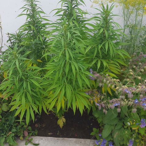 Lima Verde growlog timeline photo