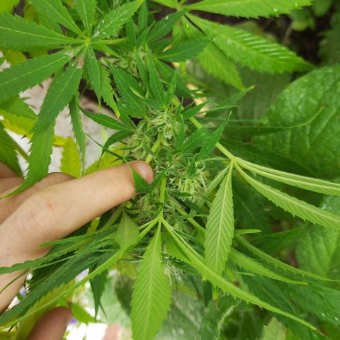 Lima Verde growlog timeline photo