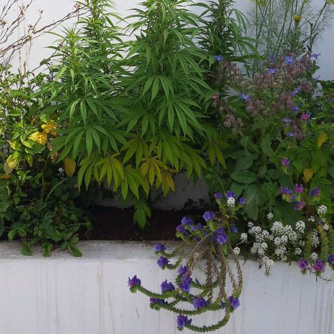 Lima Verde growlog timeline photo