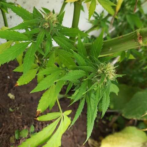 Lima Verde growlog timeline photo