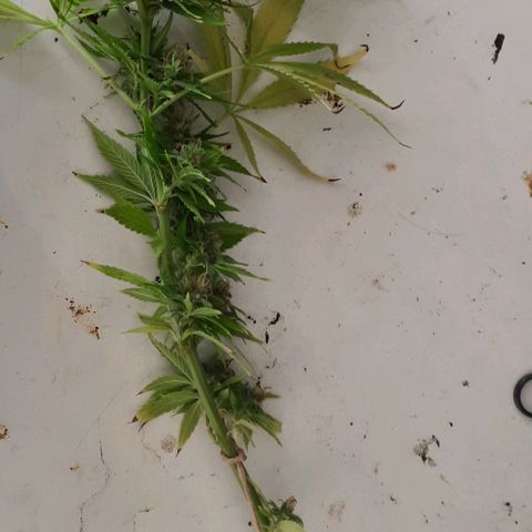 Lima Verde growlog timeline photo