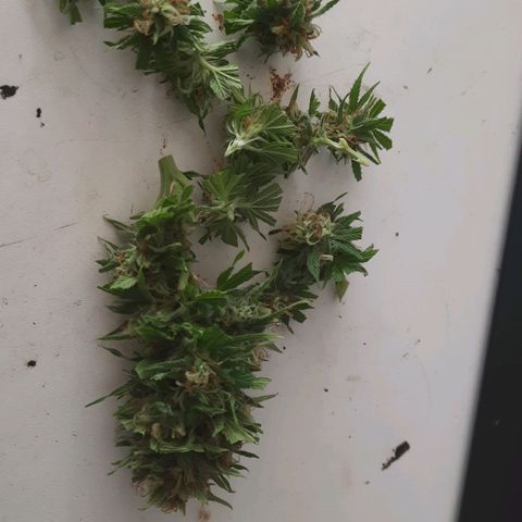 Lima Verde growlog timeline photo