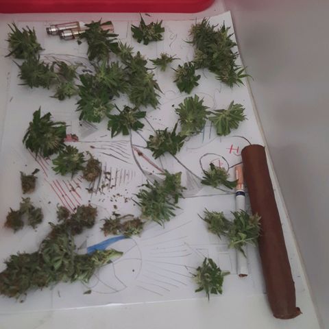 Lima Verde growlog timeline photo