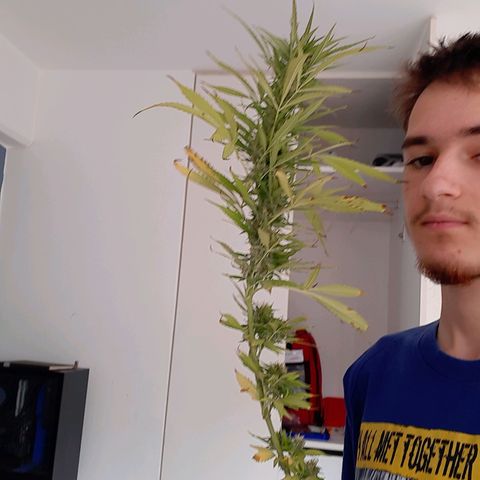 Lima Verde growlog timeline photo