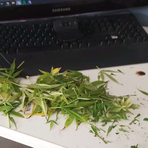 Lima Verde growlog timeline photo