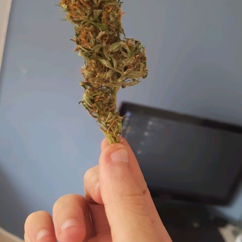 Lima Verde growlog timeline photo