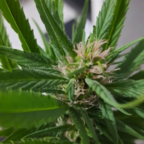 Lima Verde growlog timeline photo