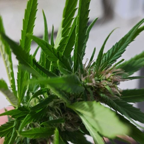 Lima Verde growlog timeline photo
