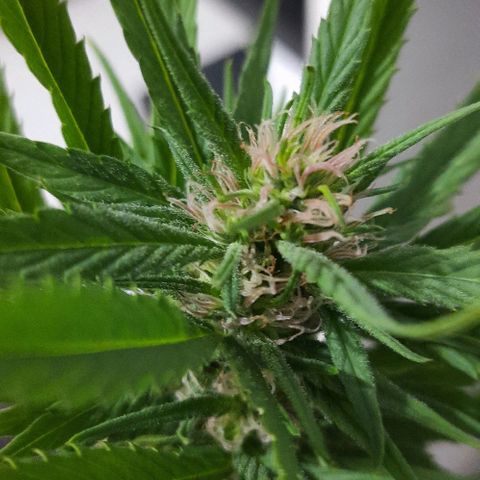 Lima Verde growlog timeline photo