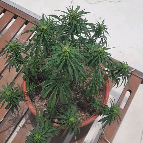 Lima Verde growlog timeline photo