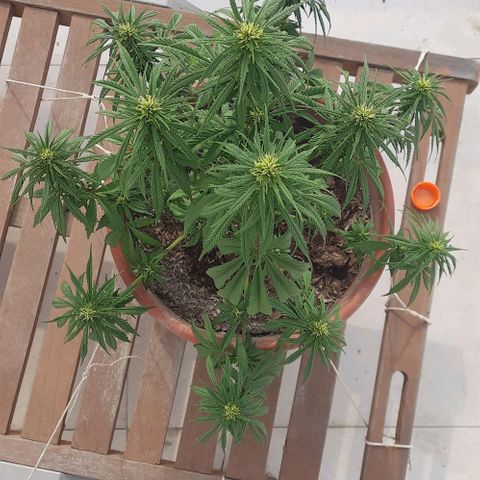 Lima Verde growlog timeline photo