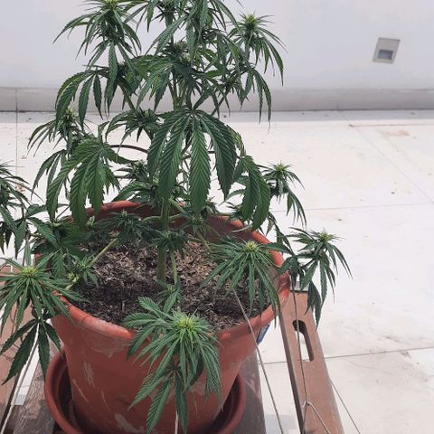 Lima Verde growlog timeline photo