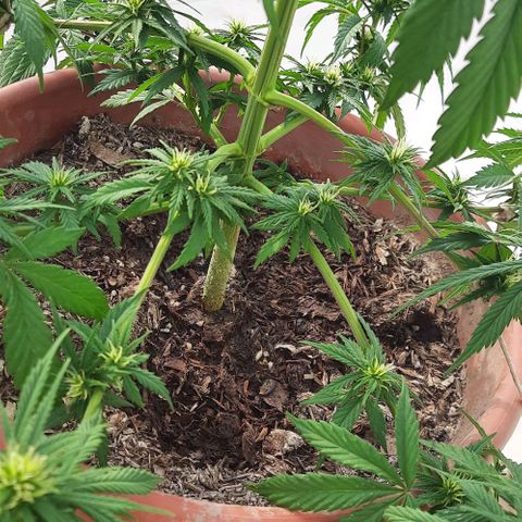 Lima Verde growlog timeline photo