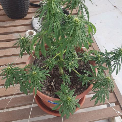 Lima Verde growlog timeline photo