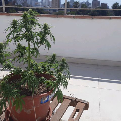 Lima Verde growlog timeline photo