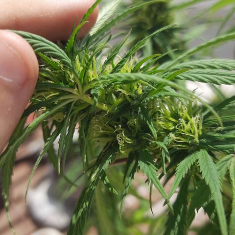 Lima Verde growlog timeline photo