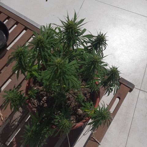 Lima Verde growlog timeline photo