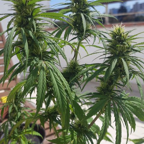 Lima Verde growlog timeline photo