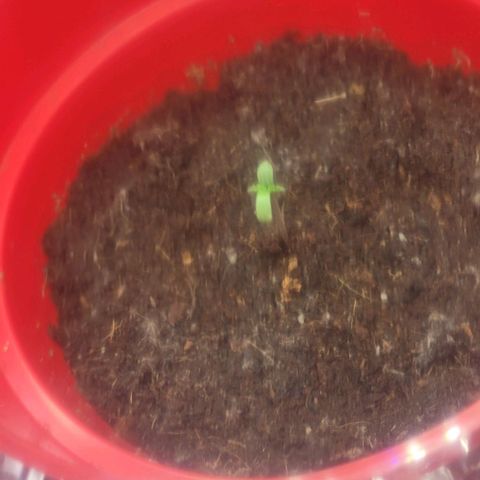 Origem desconhecida growlog photo: Ja nesceu a bebé 