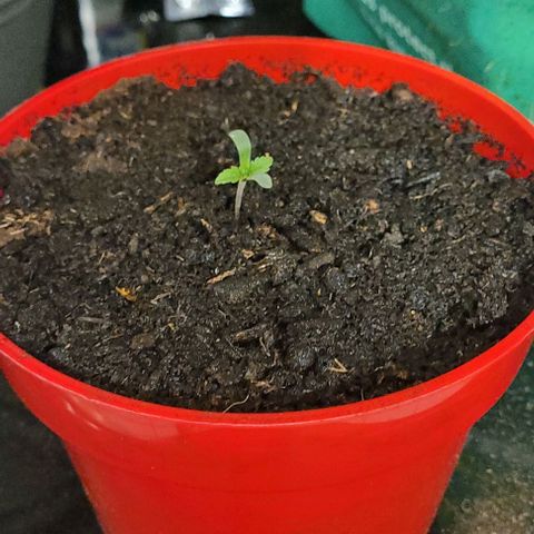 Origem desconhecida growlog photo: Dia de meter mais terra ate ao topo dela para nao quebrar e morrer 
