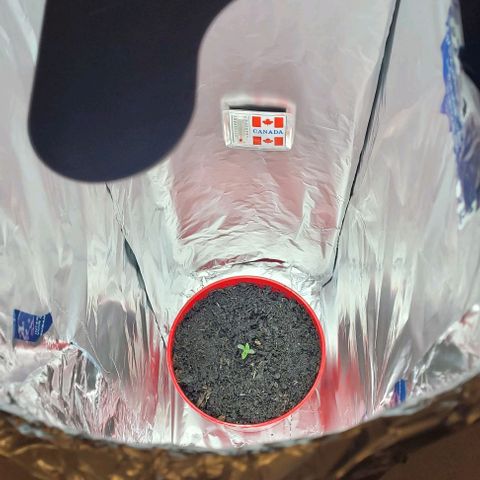Origem desconhecida growlog photo: Trasferinda para estufa mais maior para espaco de crescimento em liberdade 