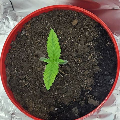 Origem desconhecida growlog timeline photo