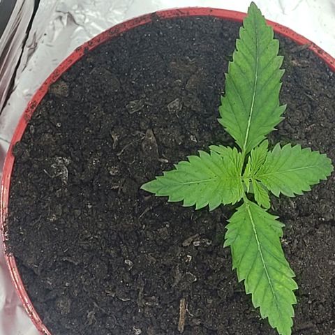 Origem desconhecida growlog photo: Minha linda esta a crescer rapido e ta tao grande 