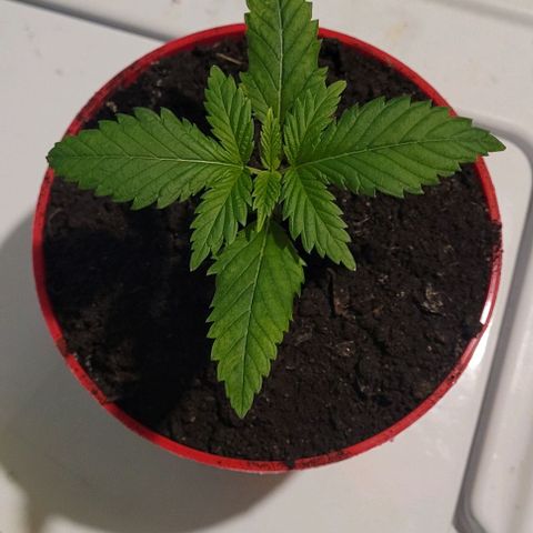 Origem desconhecida growlog timeline photo