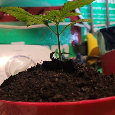 Origem desconhecida growlog timeline photo
