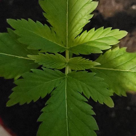 Origem desconhecida growlog timeline photo