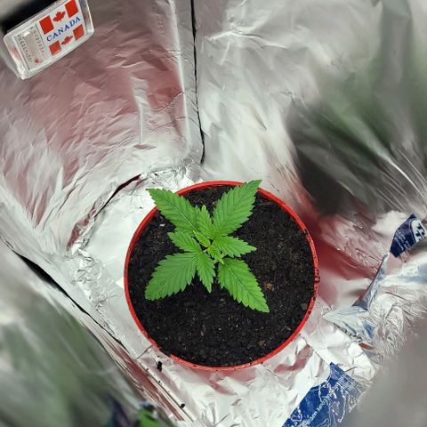 Origem desconhecida growlog timeline photo