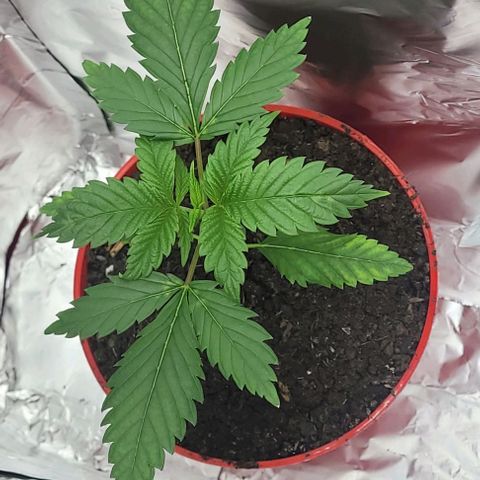 Origem desconhecida growlog photo: Minha bebe esta tao grande ja ate ja cheira bem rsrsrs