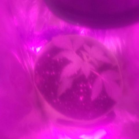 Origem desconhecida growlog timeline photo