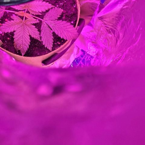 Origem desconhecida growlog photo: Hoje meti uma luz propria para plantas de raiovioleta 60 W 