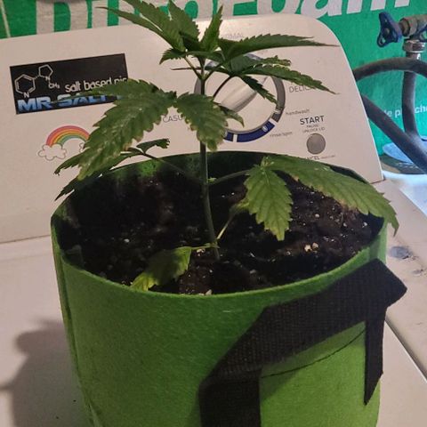 Origem desconhecida growlog timeline photo