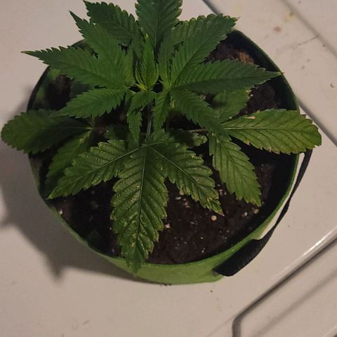Origem desconhecida growlog timeline photo