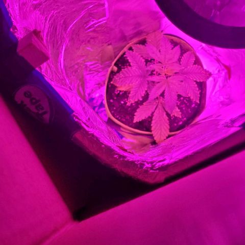 Origem desconhecida growlog timeline photo
