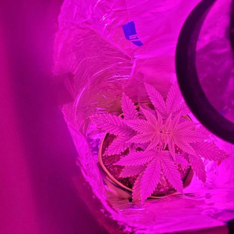 Origem desconhecida growlog timeline photo