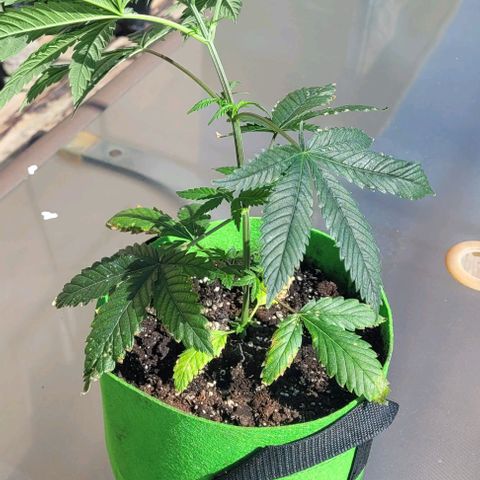 Origem desconhecida growlog timeline photo