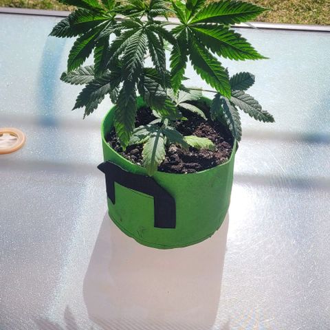 Origem desconhecida growlog timeline photo