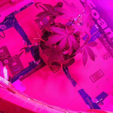 Origem desconhecida growlog timeline photo