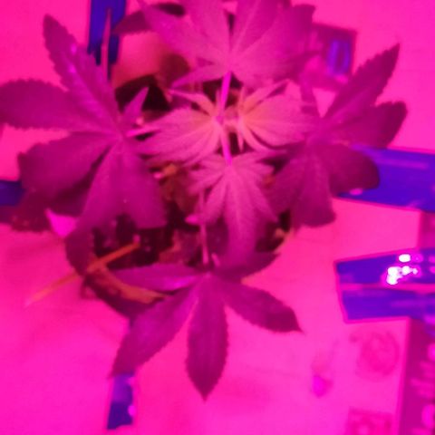 Origem desconhecida growlog timeline photo