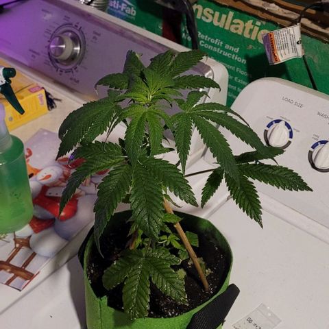 Origem desconhecida growlog timeline photo