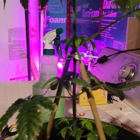 Origem desconhecida growlog timeline photo