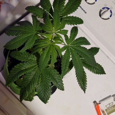 Origem desconhecida growlog timeline photo