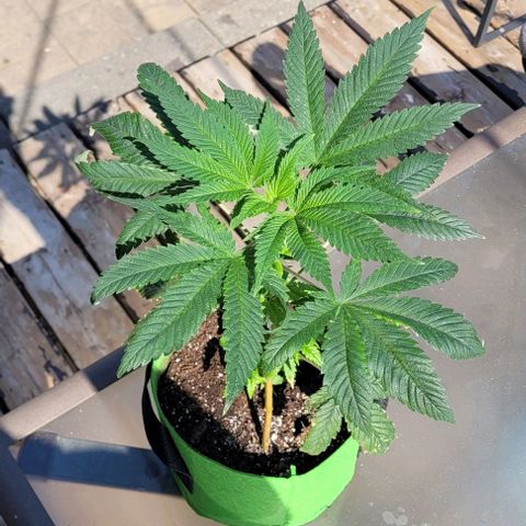 Origem desconhecida growlog photo: Comecado a apanhar os seus primeiros sol ca fora no quintal 