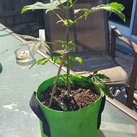 Origem desconhecida growlog photo: Ta muito linda 