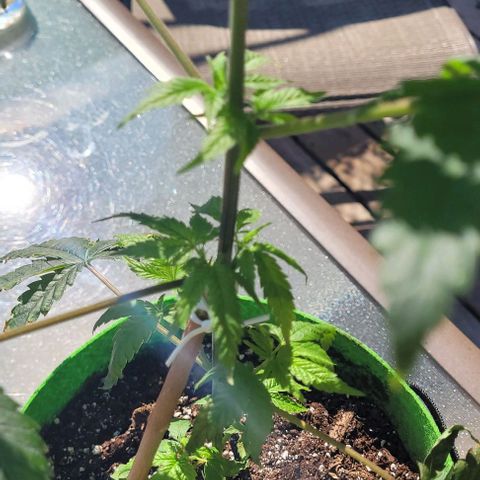Origem desconhecida growlog photo: Seus galhos a comecar a crescer para fora , muito bem 🥰🥰🥰
