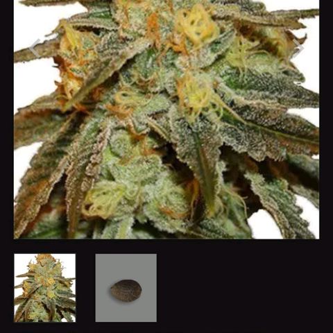 Origem desconhecida growlog timeline photo